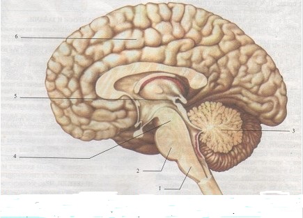 Най-висшият дял на главния мозък е означен с