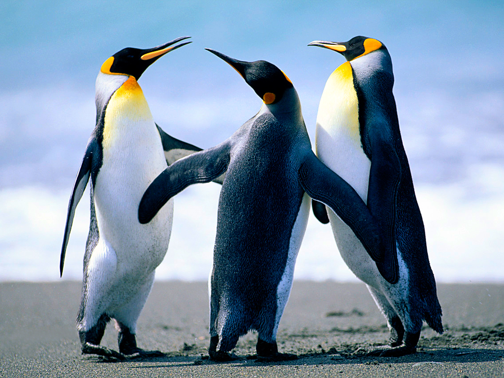 Към пингвините от снимката прибави още 29 Колко са общо пингвините