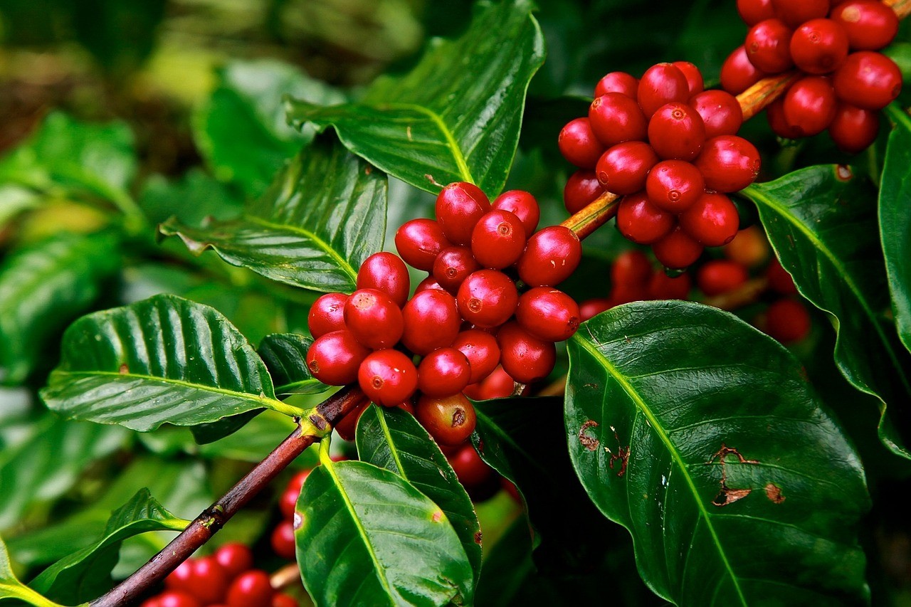 Етиопия е родина на кафето но коя страна е най-големият производител и износител в света