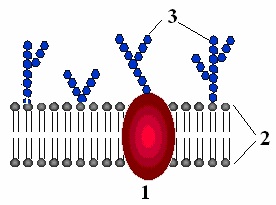 test biology